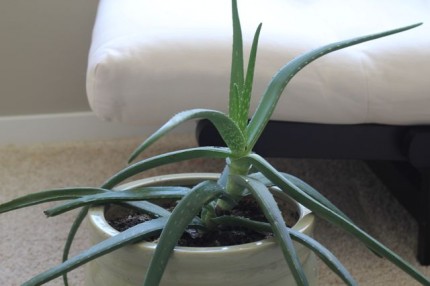 Houseplants That Clean The Air. Houseplants For Clean Air